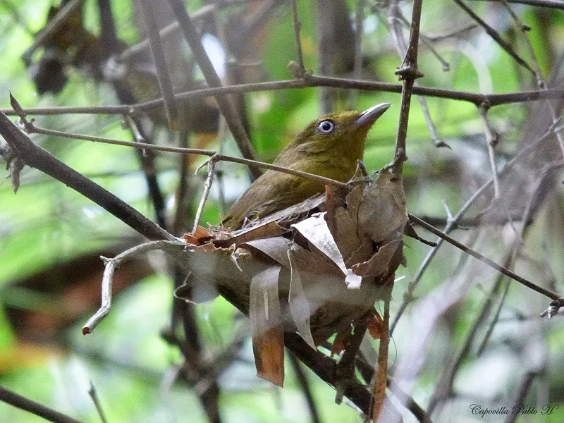 斑尾娇鹟(Pipra fasciicauda)