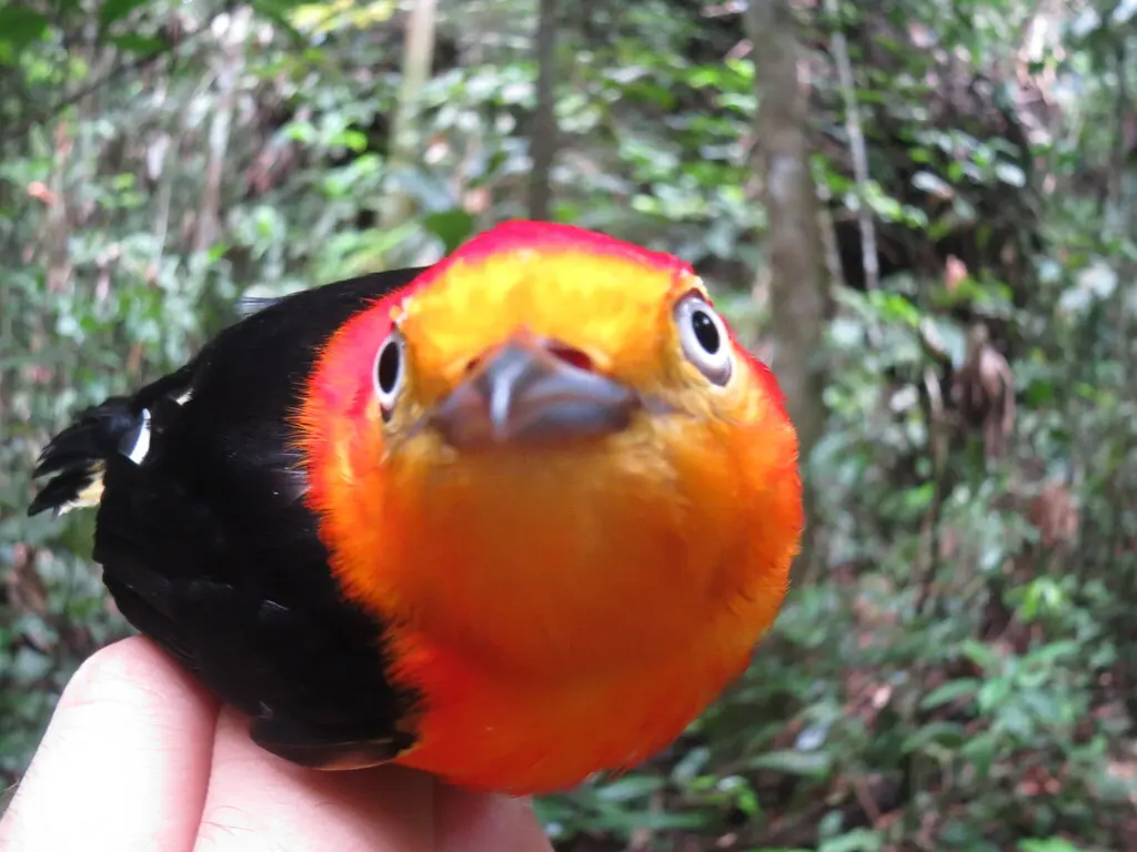 斑尾娇鹟(Pipra fasciicauda)
