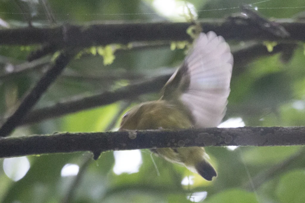 斑尾娇鹟(Pipra fasciicauda)