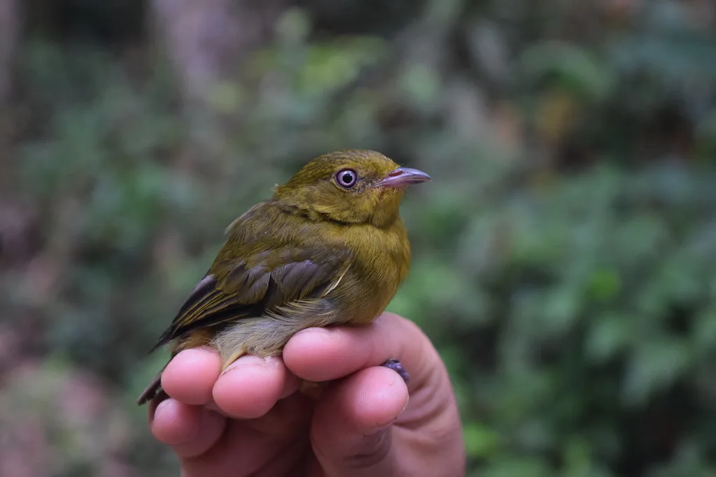 斑尾娇鹟(Pipra fasciicauda)