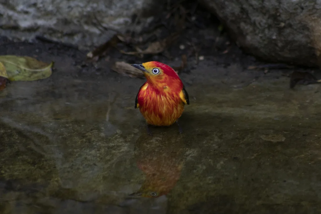 斑尾娇鹟(Pipra fasciicauda)