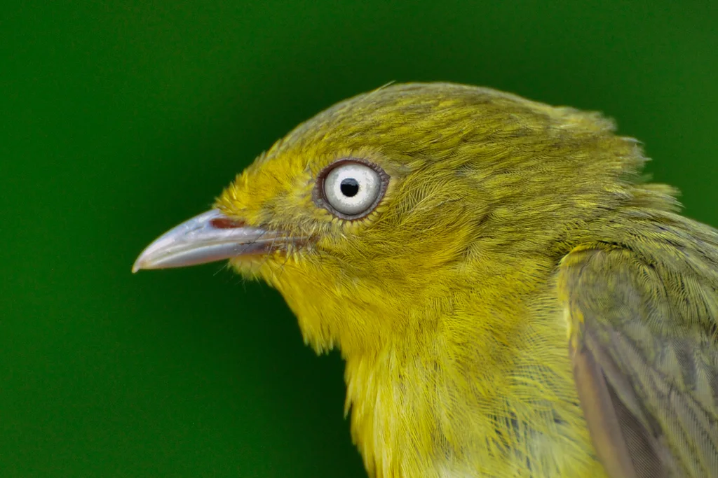 线尾娇鹟（Pipra filicauda）