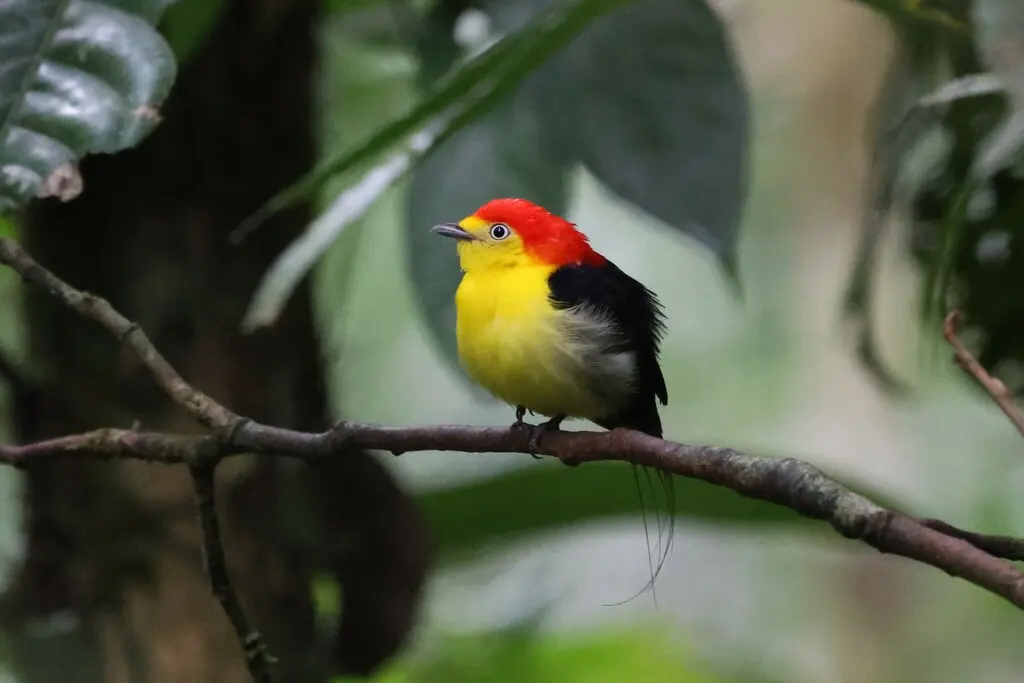 线尾娇鹟（Pipra filicauda）