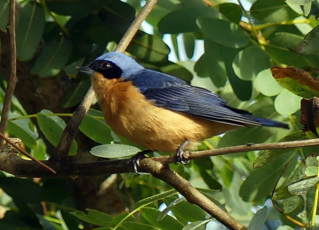 黄胸裸鼻雀（Pipraeidea melanonota）