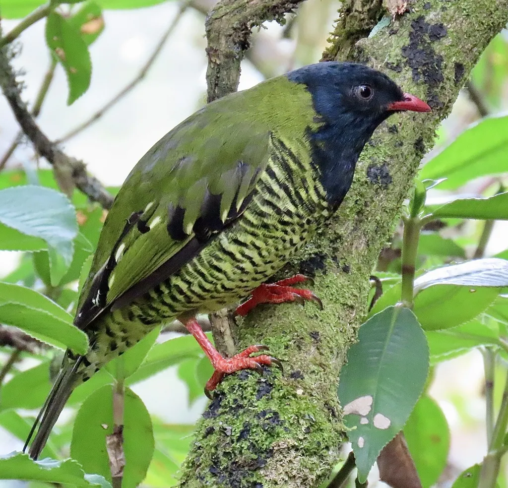 横斑食果伞鸟（Pipreola arcuata）