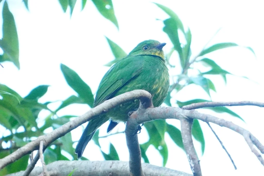 金胸食果伞鸟(Pipreola aureopectus)