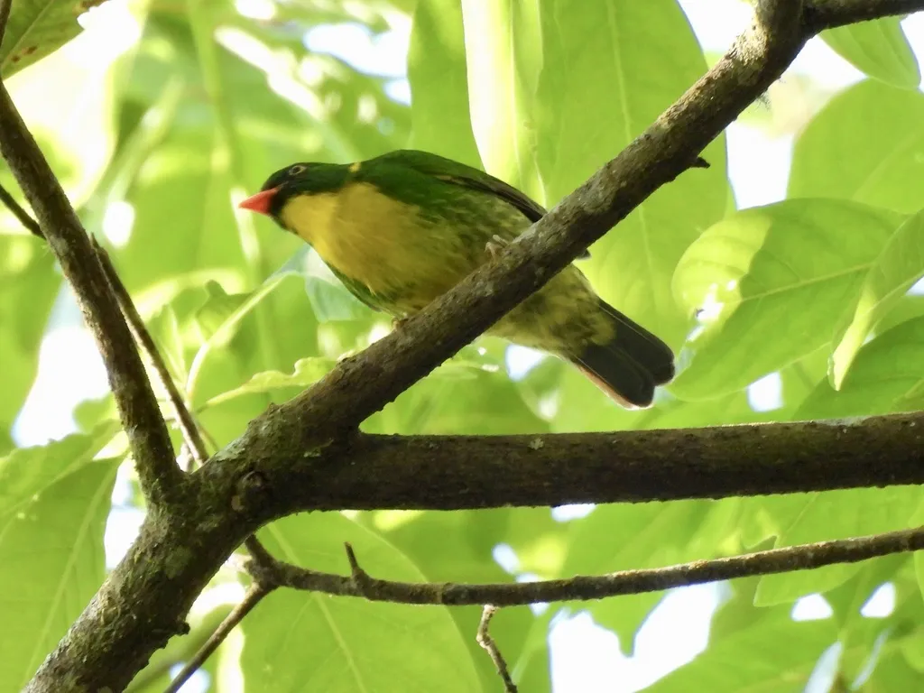 金胸食果伞鸟(Pipreola aureopectus)