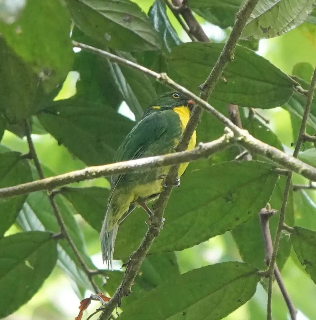 金胸食果伞鸟(Pipreola aureopectus)