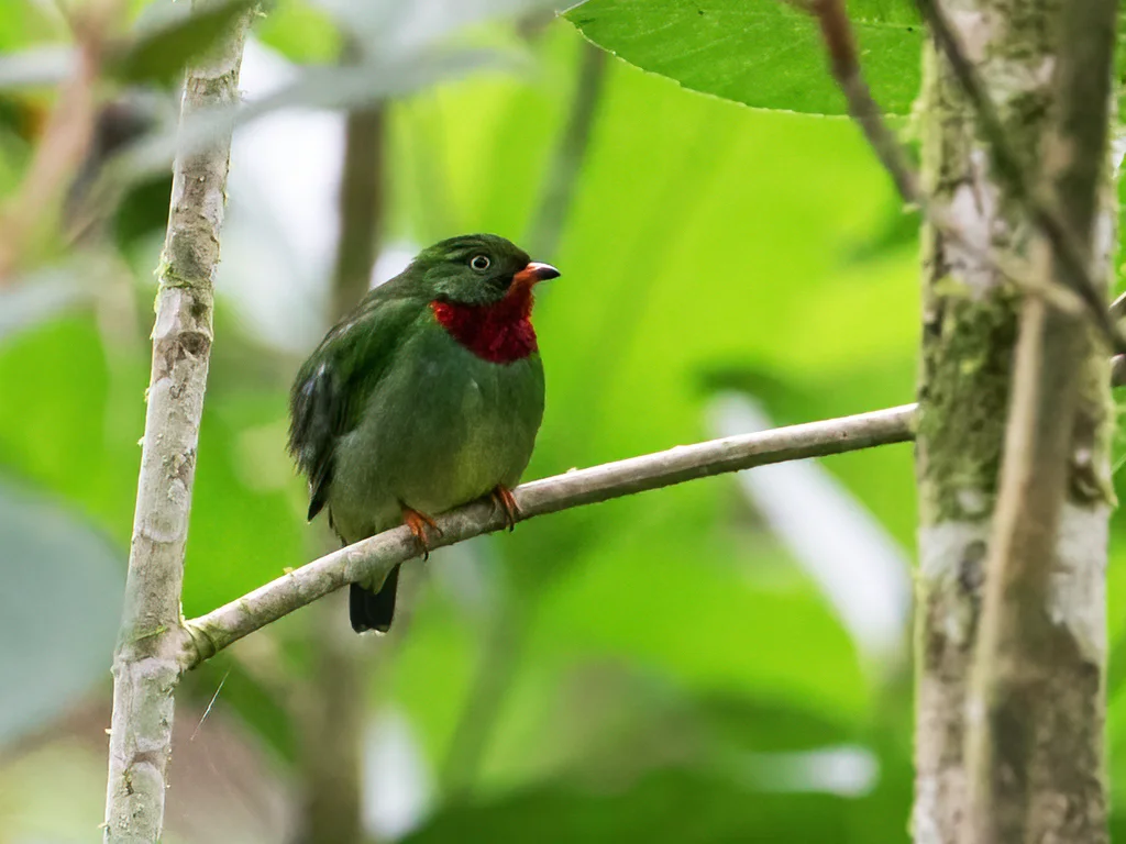 红喉食果伞鸟（Pipreola chlorolepidota）