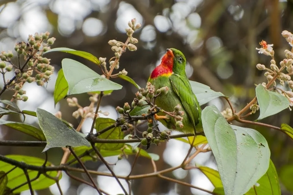 红喉食果伞鸟（Pipreola chlorolepidota）