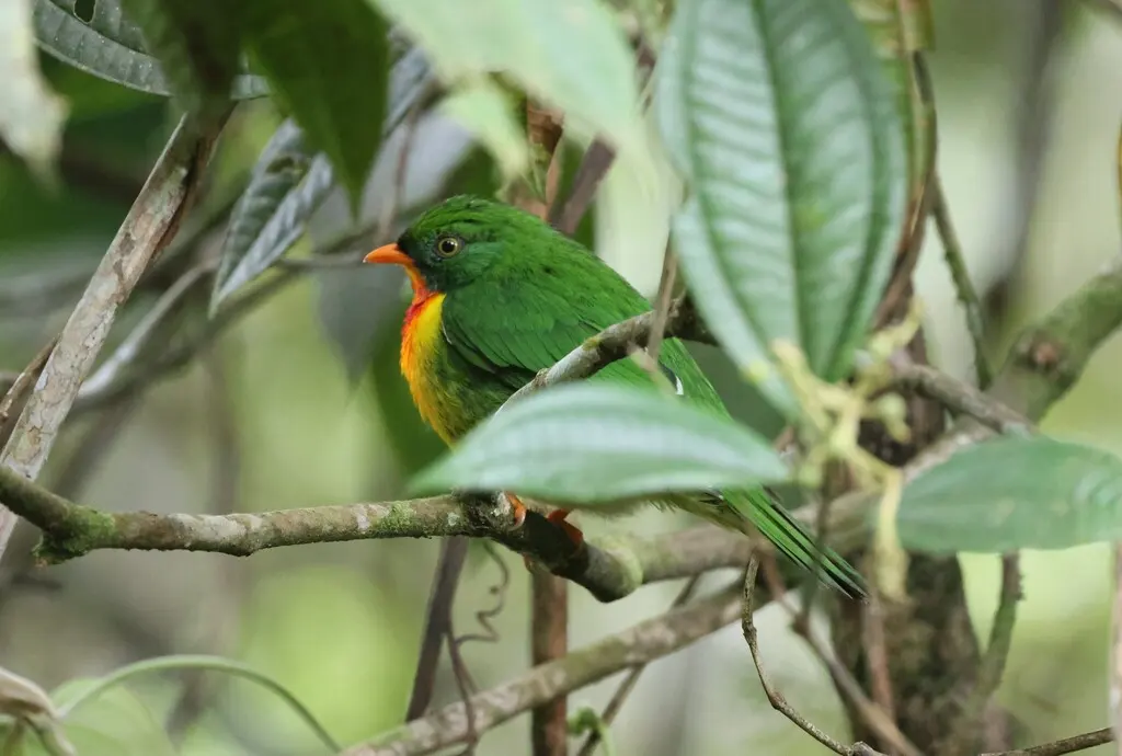 红胸食果伞鸟(Pipreola frontalis)