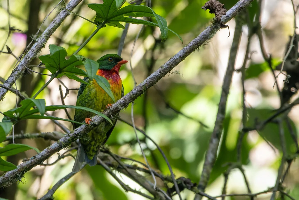红胸食果伞鸟(Pipreola frontalis)