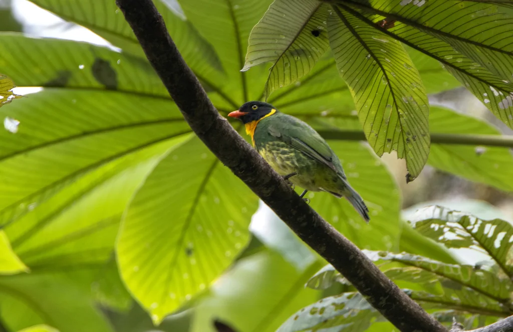 花脸食果伞鸟（Pipreola pulchra）