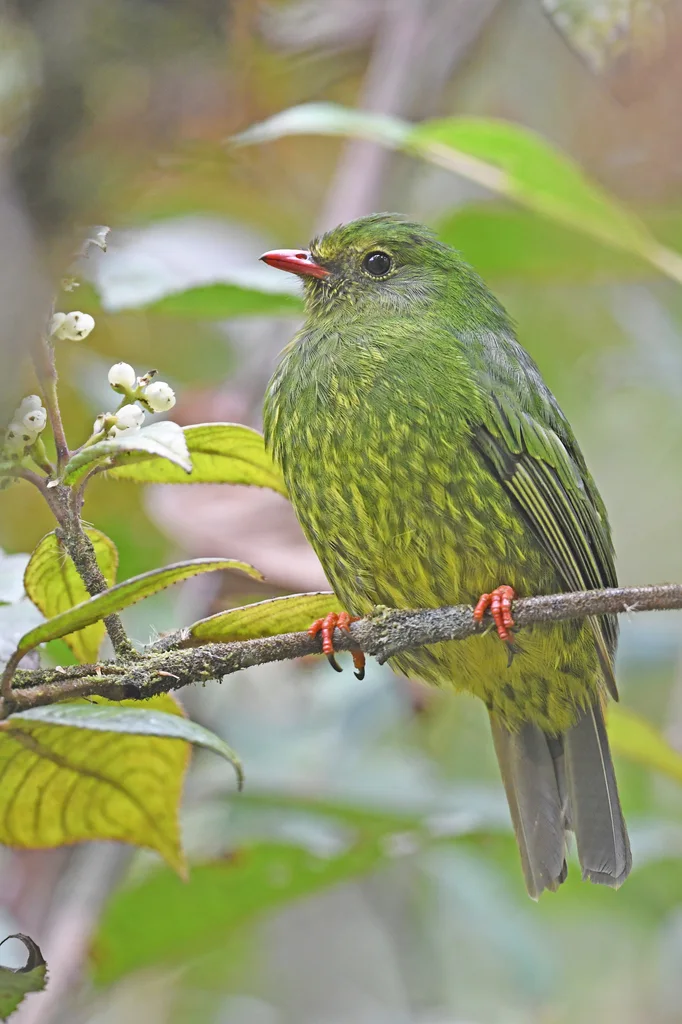绿黑食果伞鸟（Pipreola riefferii）