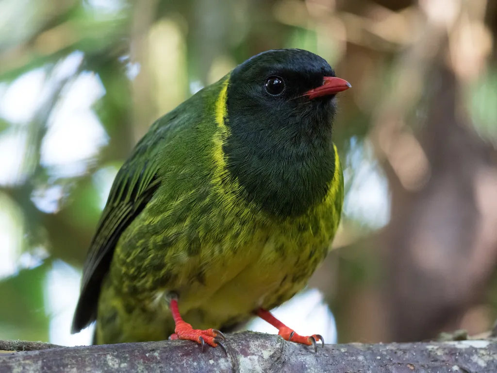 绿黑食果伞鸟（Pipreola riefferii）