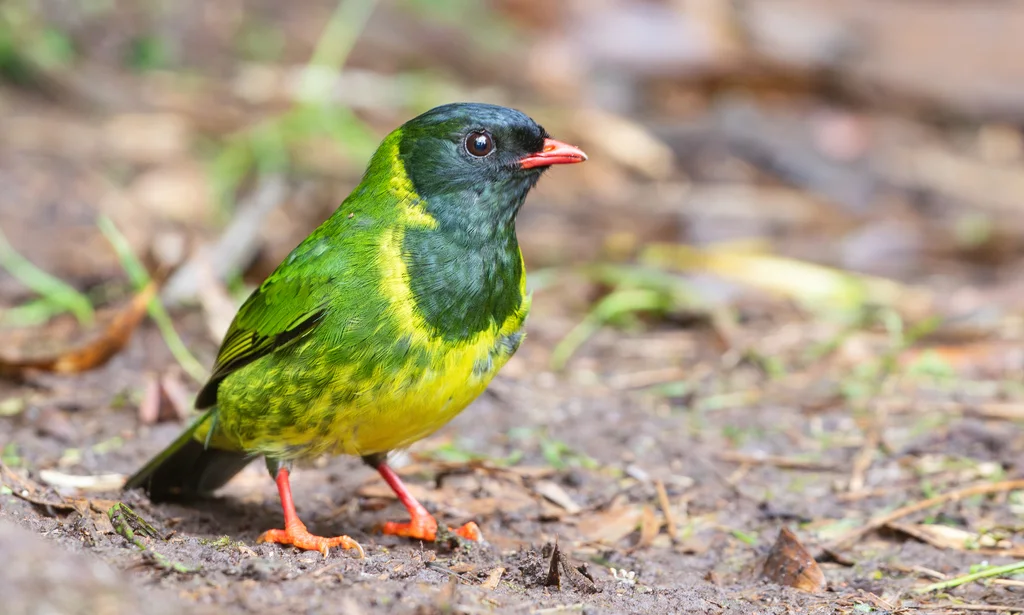 绿黑食果伞鸟（Pipreola riefferii）