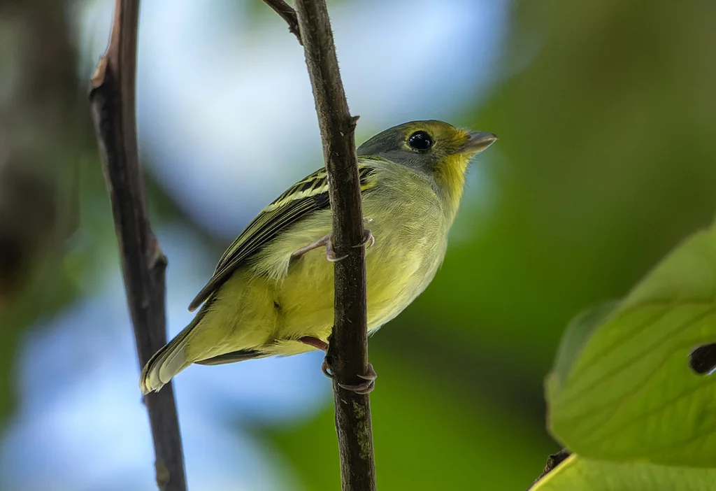 斑翅娇鹟(Piprites chloris)