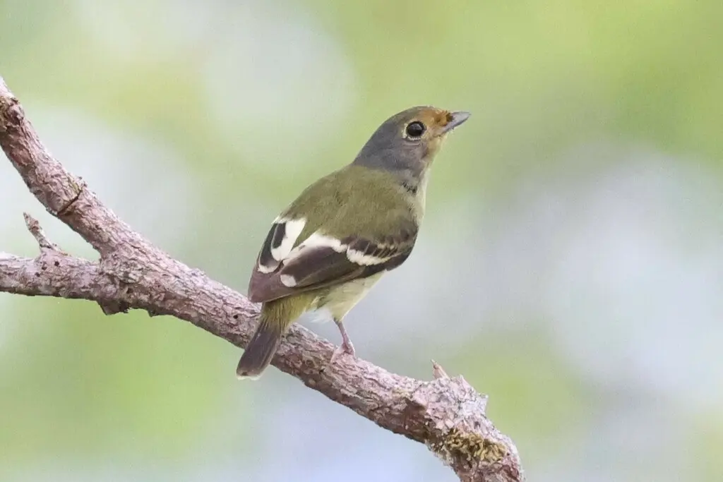 斑翅娇鹟(Piprites chloris)