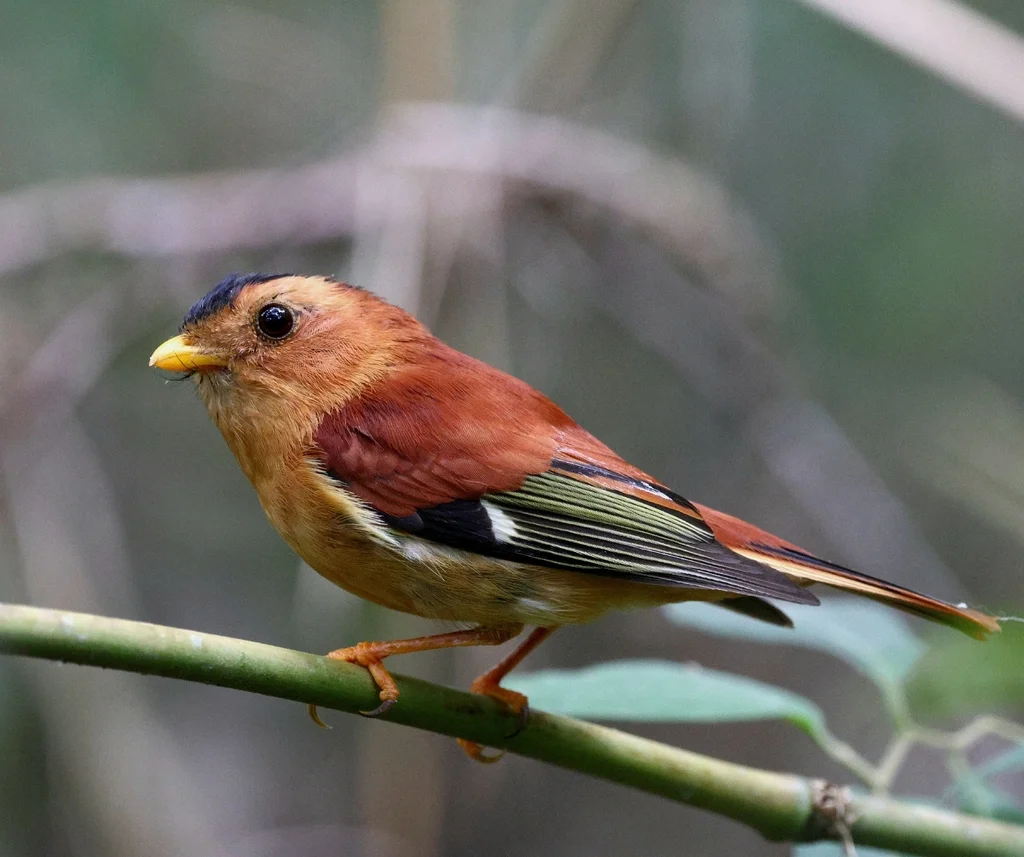 黑顶娇鹟(Piprites pileata)