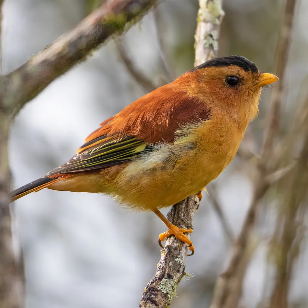 黑顶娇鹟(Piprites pileata)