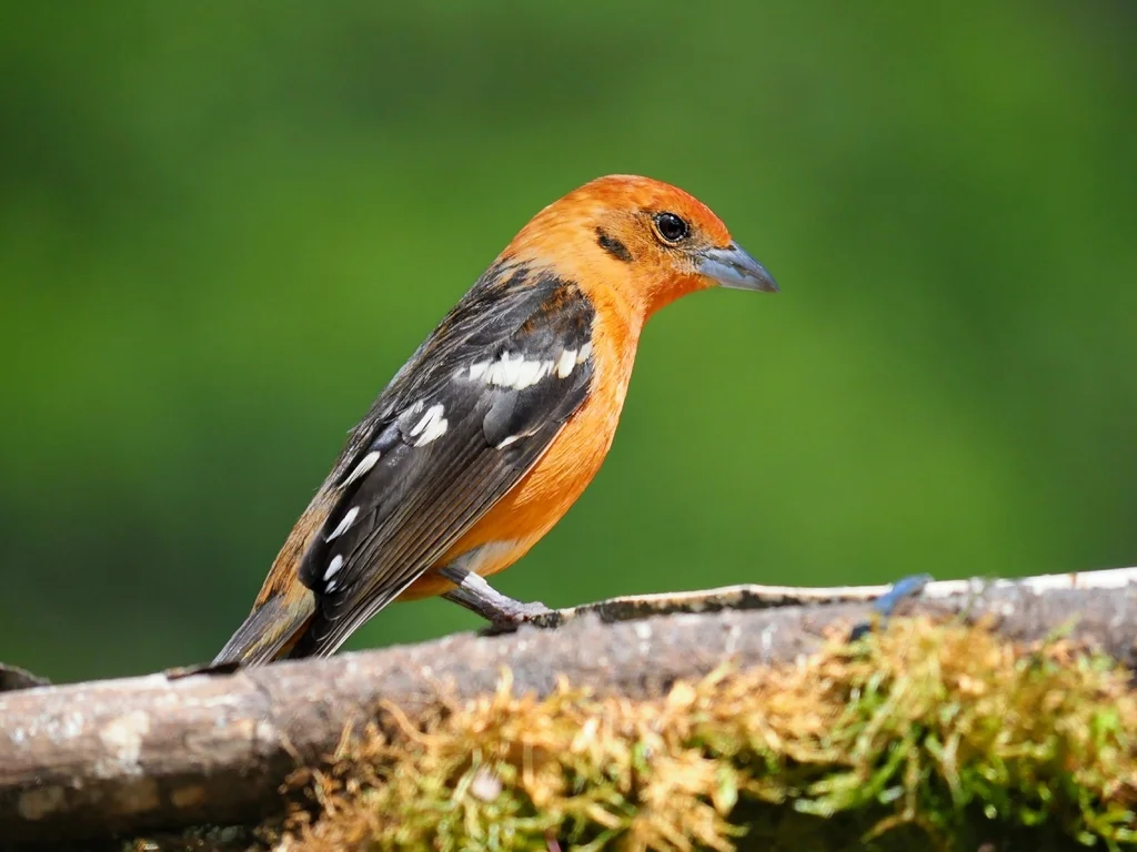 火领丽唐纳雀(Piranga bidentata)