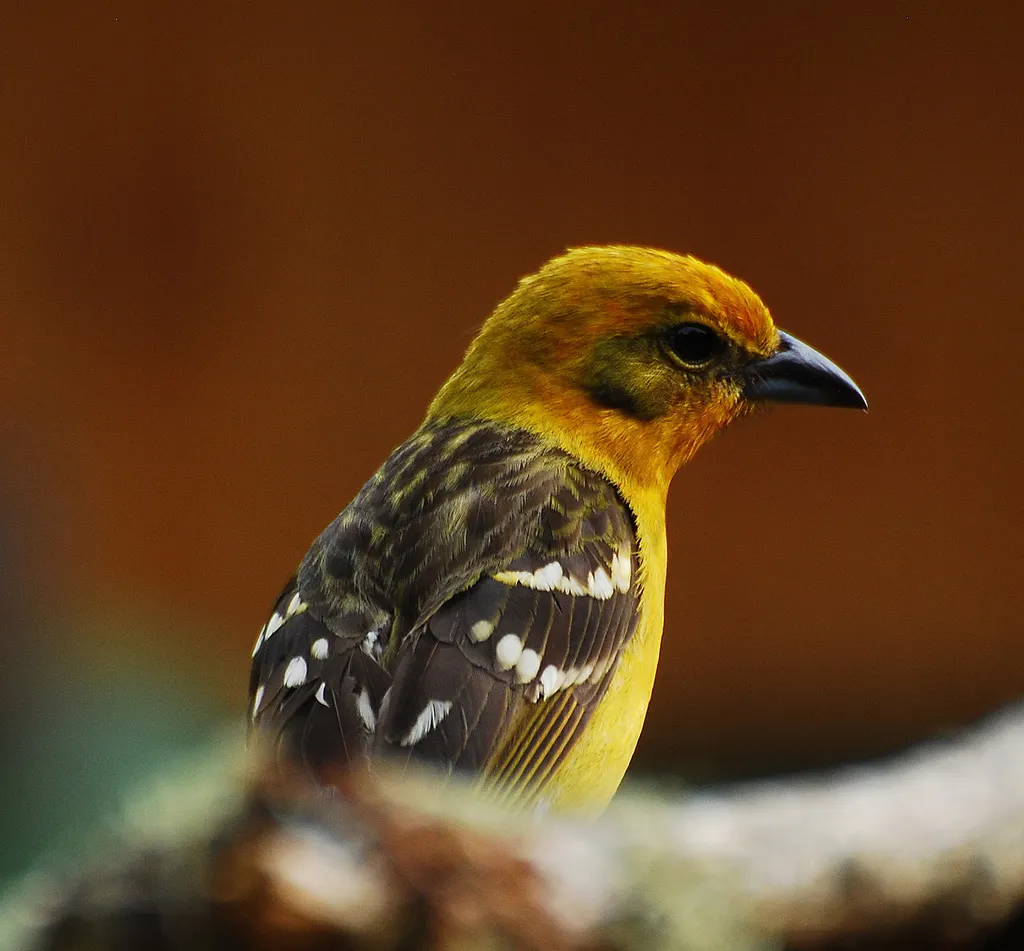 火领丽唐纳雀(Piranga bidentata)