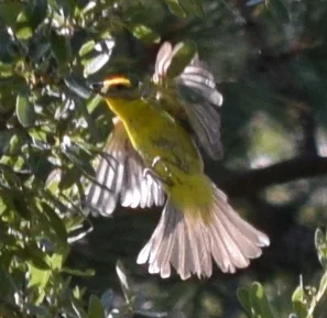 火领丽唐纳雀(Piranga bidentata)