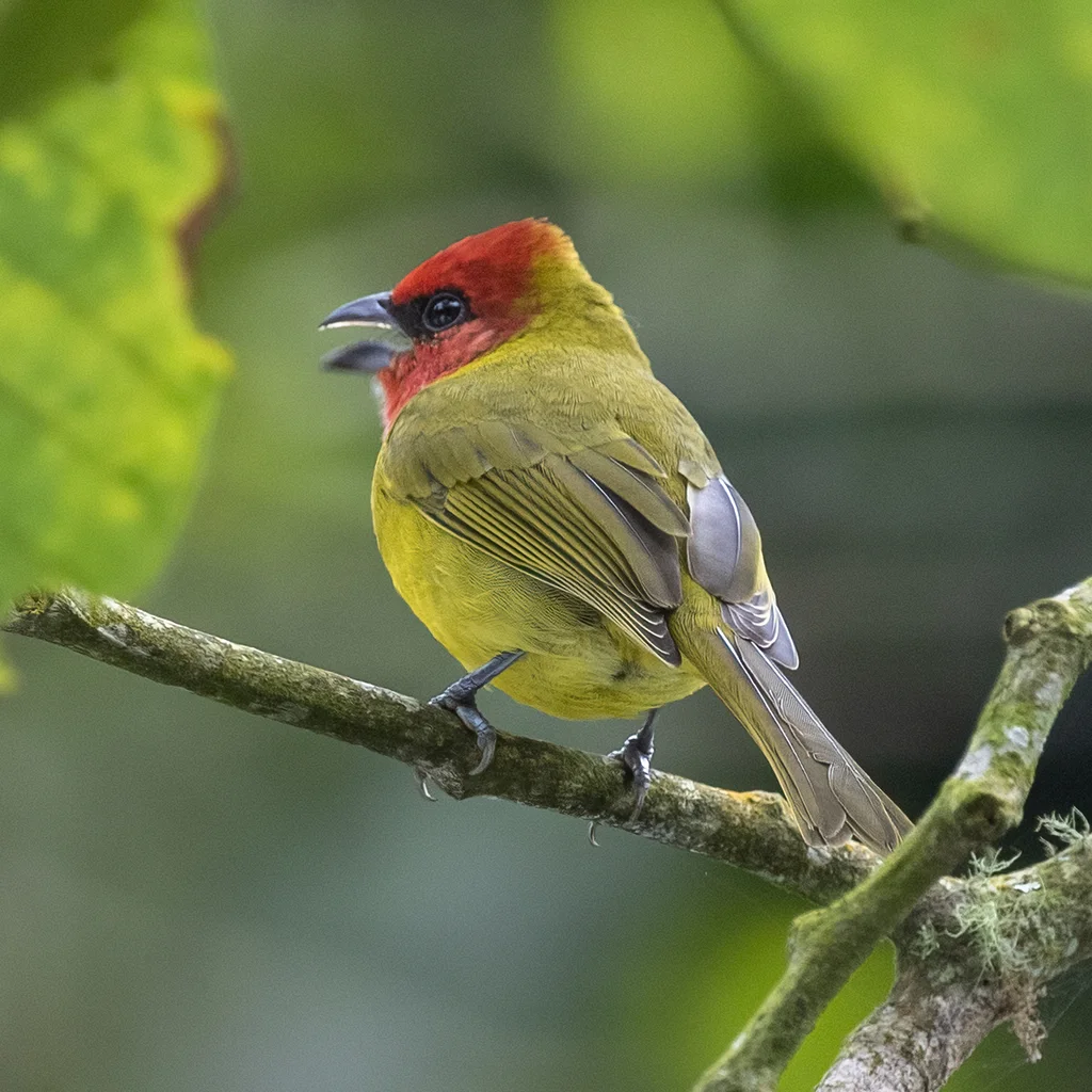 红头丽唐纳雀(Piranga erythrocephala)