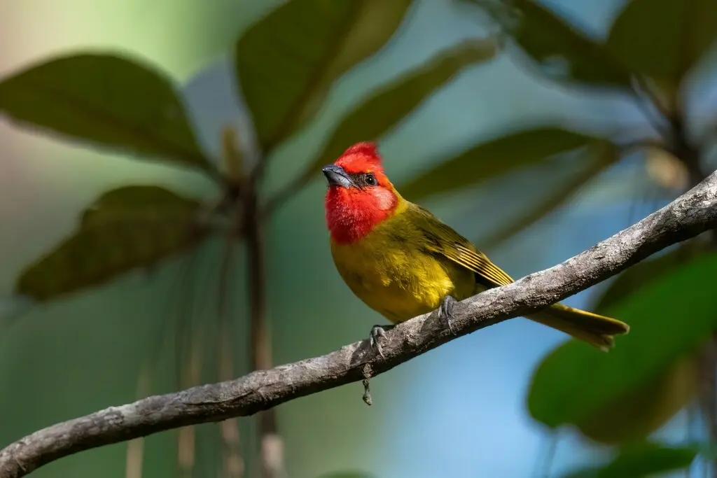 红头丽唐纳雀(Piranga erythrocephala)