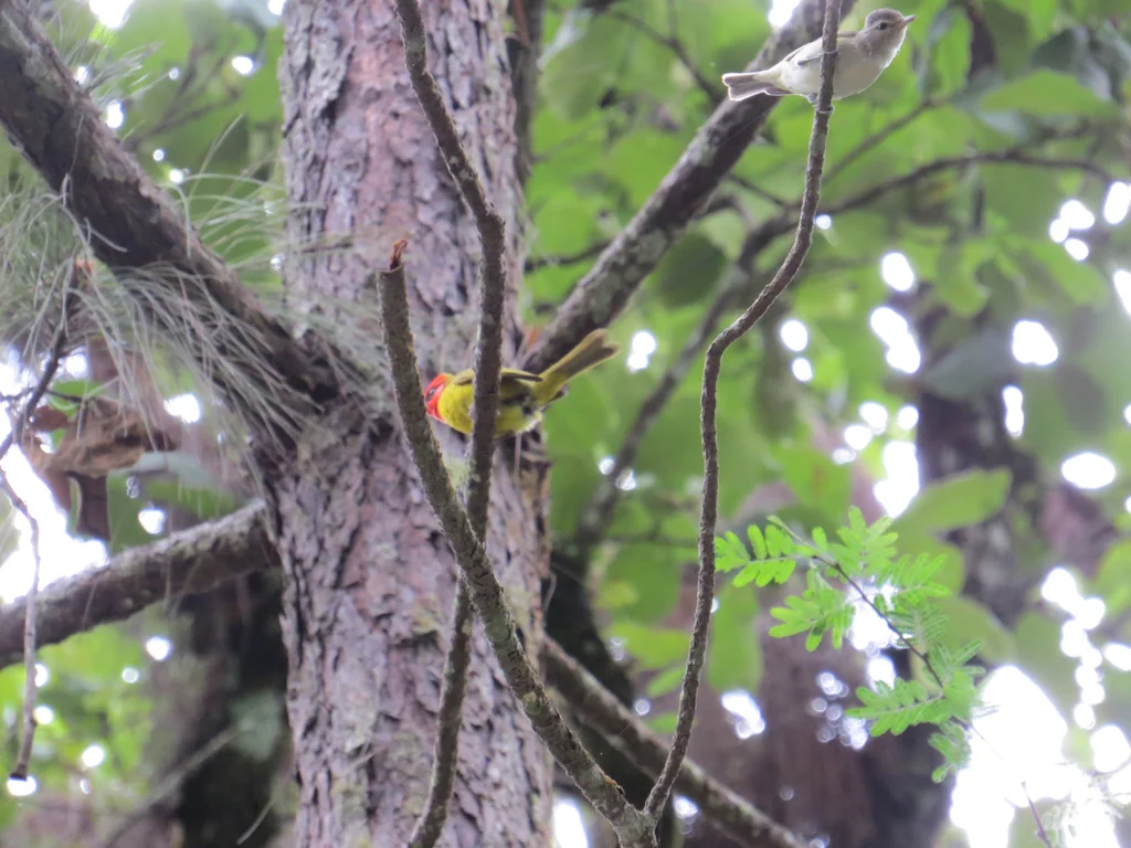 红头丽唐纳雀(Piranga erythrocephala)