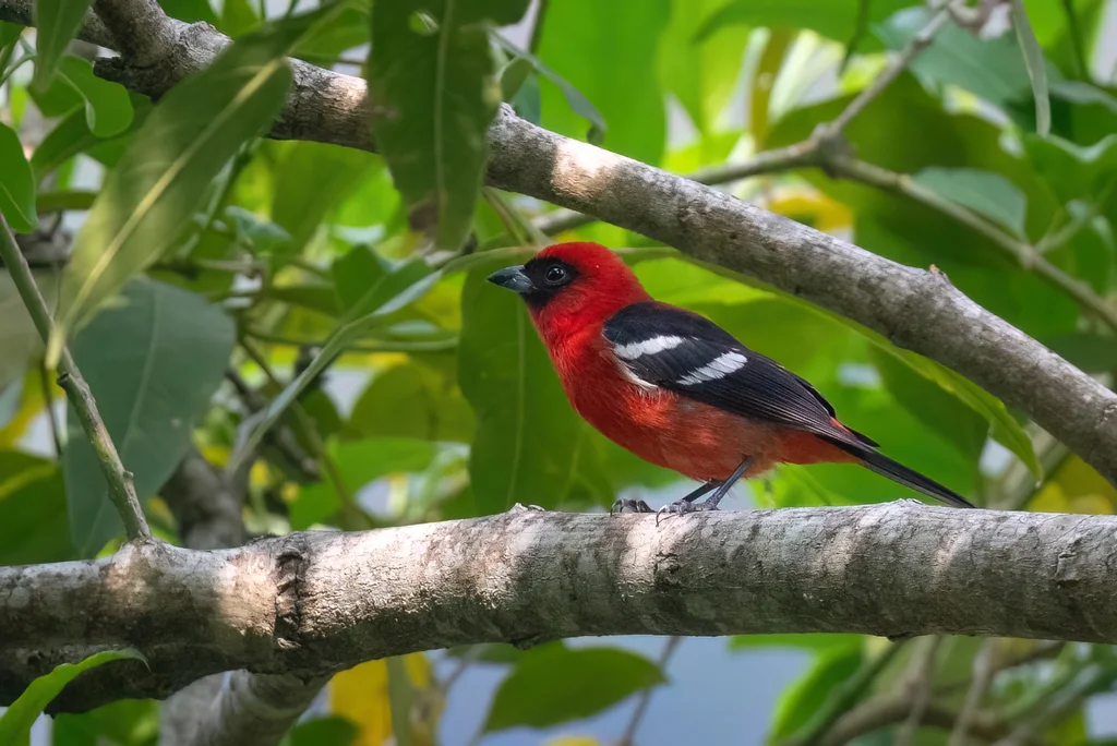 白翅丽唐纳雀(Piranga leucoptera)