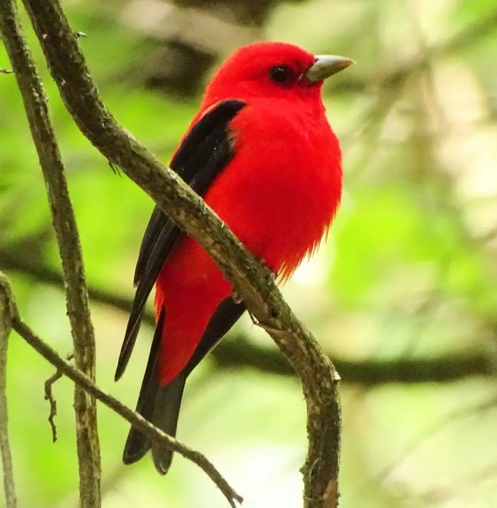 猩红丽唐纳雀(Piranga olivacea)