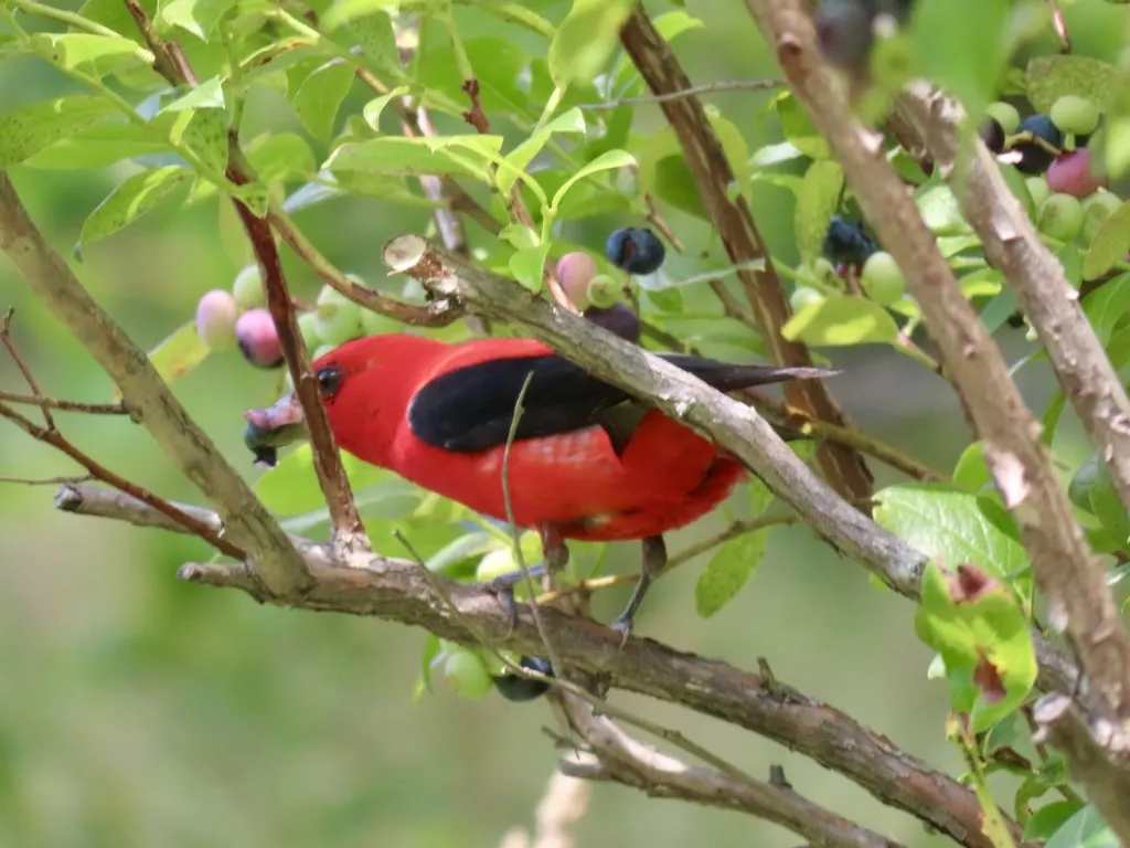猩红丽唐纳雀(Piranga olivacea)