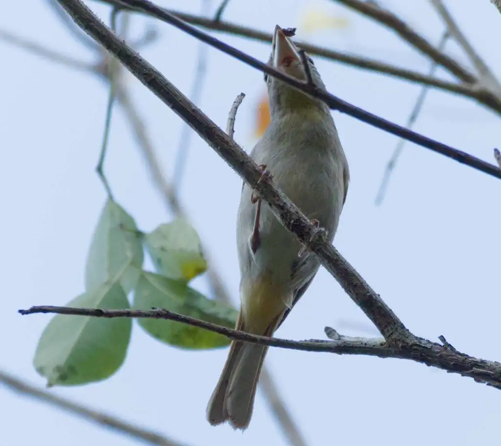 玫喉丽唐纳雀(Piranga roseogularis)