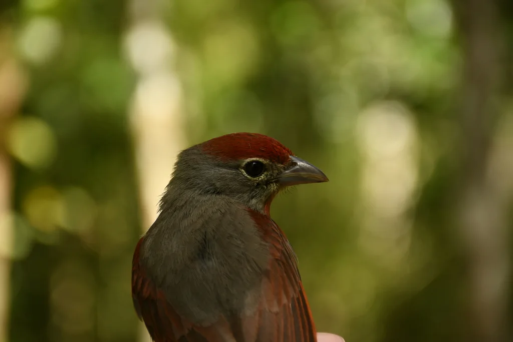 玫喉丽唐纳雀(Piranga roseogularis)