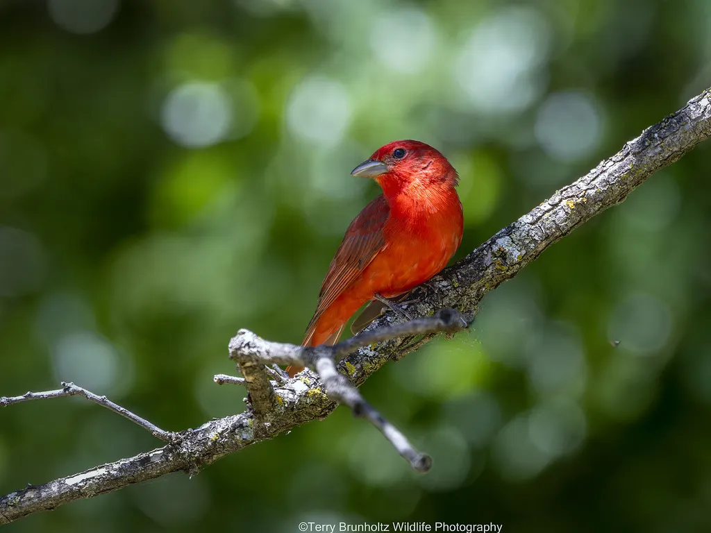 玫红丽唐纳雀(Piranga rubra)