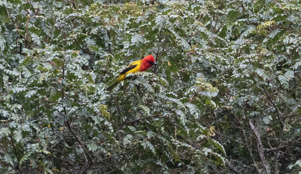 红冠丽唐纳雀(Piranga rubriceps)