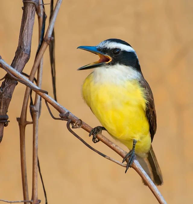 大食蝇霸鹟(Pitangus sulphuratus)