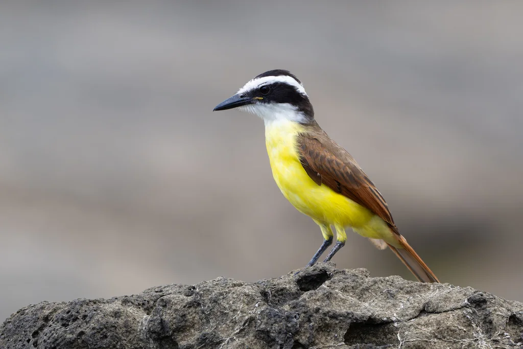 大食蝇霸鹟(Pitangus sulphuratus)