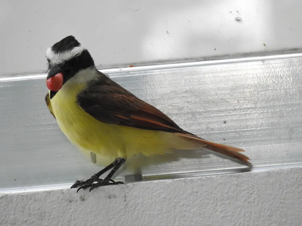 大食蝇霸鹟(Pitangus sulphuratus)