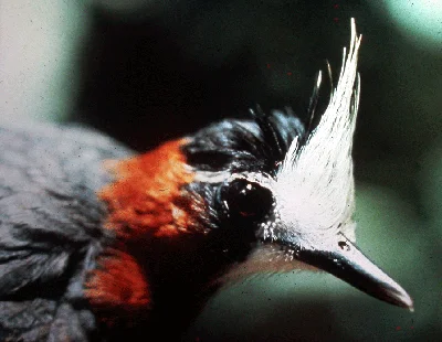 白羽蚁鸟(Pithys albifrons)