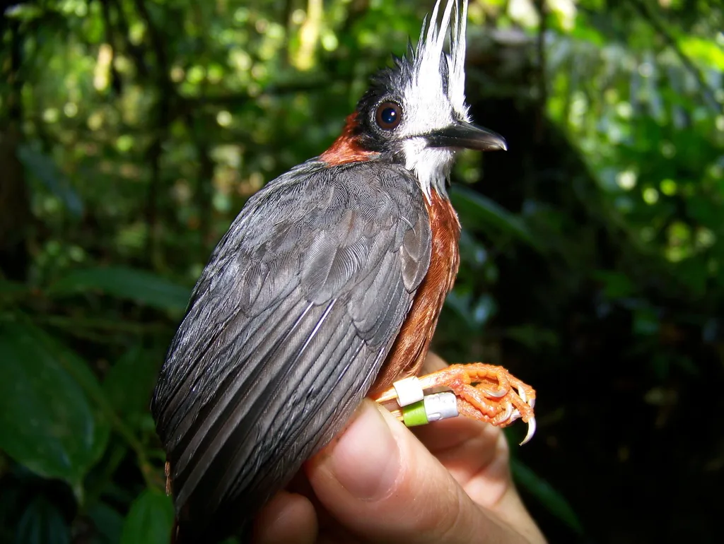 白羽蚁鸟(Pithys albifrons)