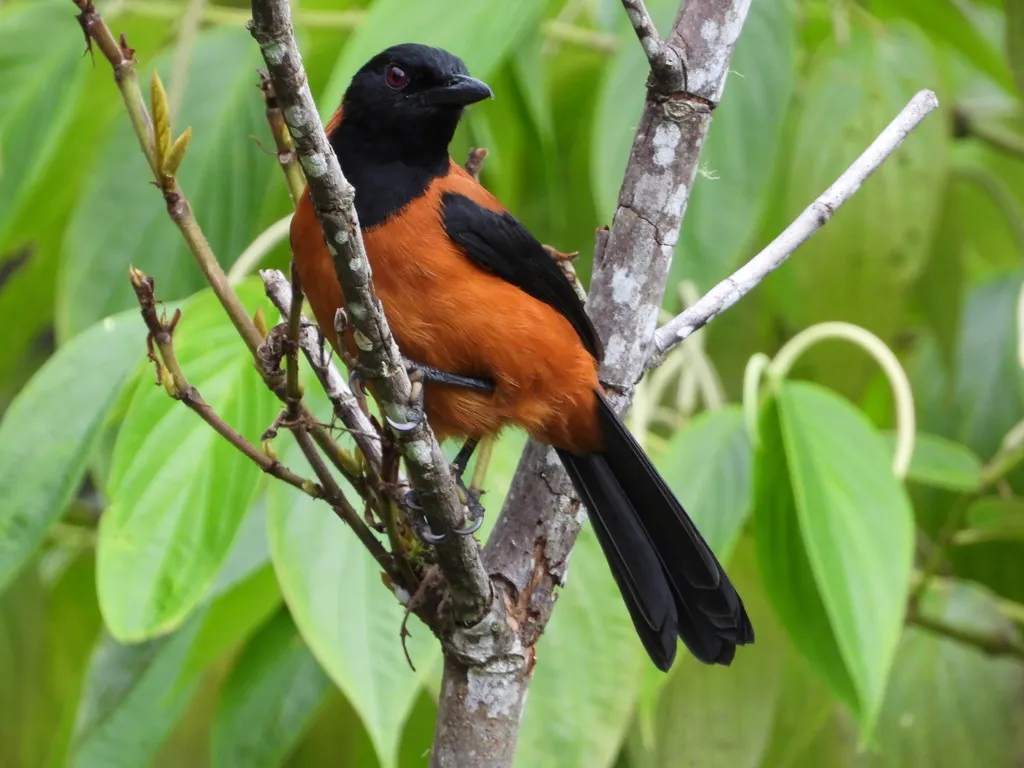 黑头林鵙鹟(Pitohui dichrous)