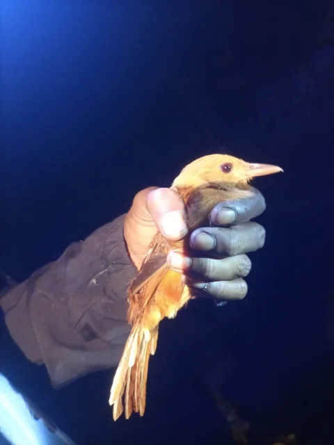 杂色林鵙鹟