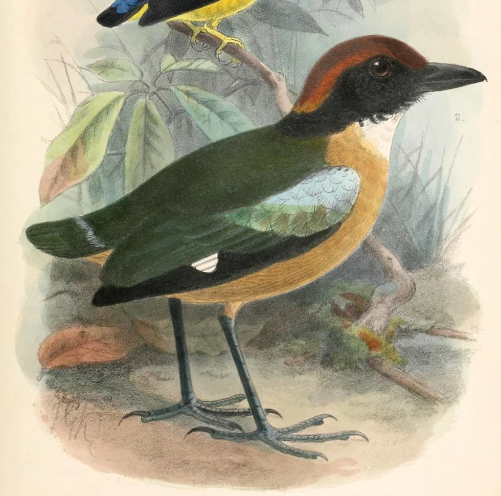 黑脸八色鸫(Pitta anerythra)