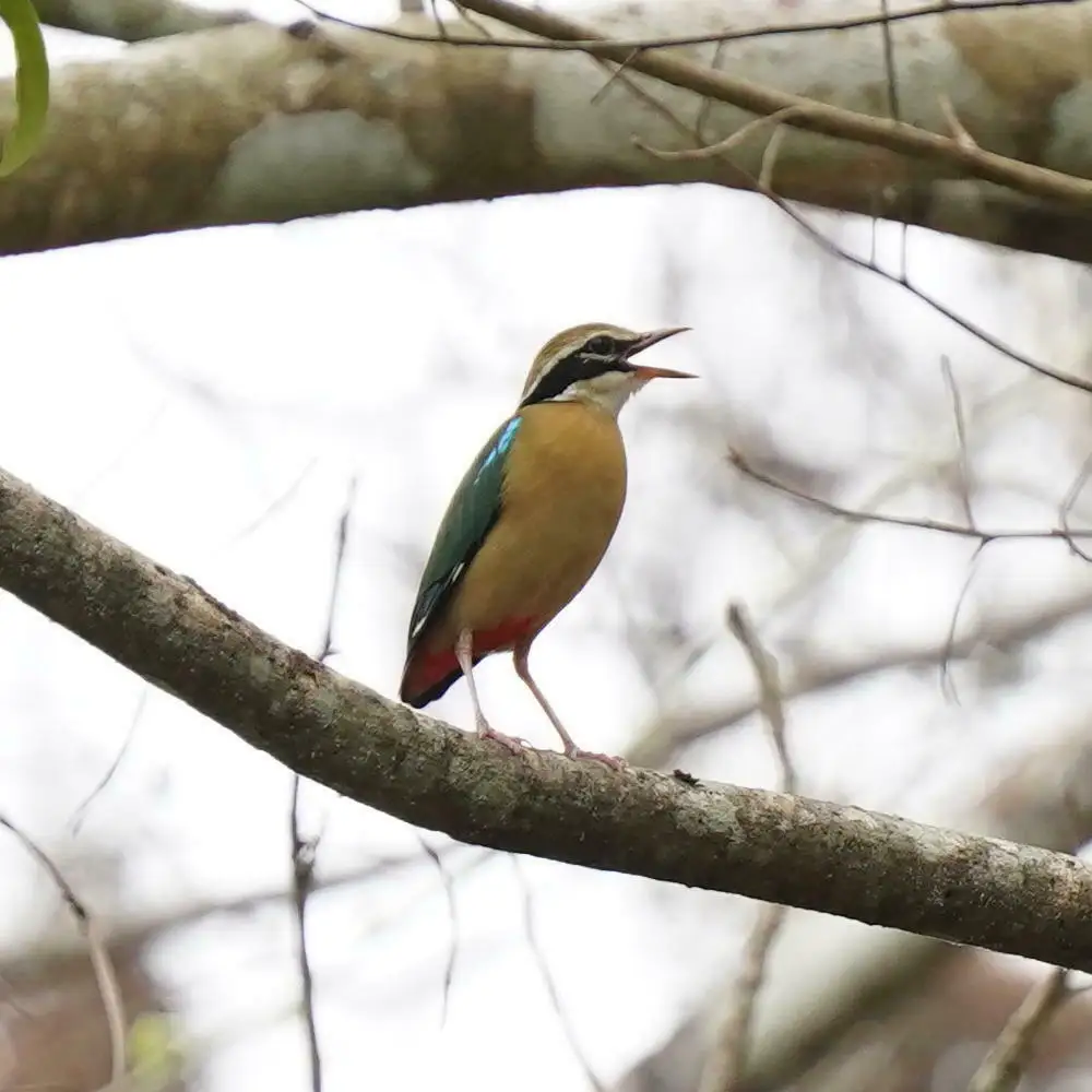 印度八色鸫(Pitta brachyura)
