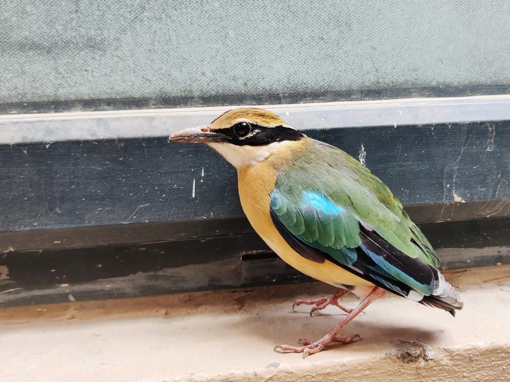 印度八色鸫(Pitta brachyura)