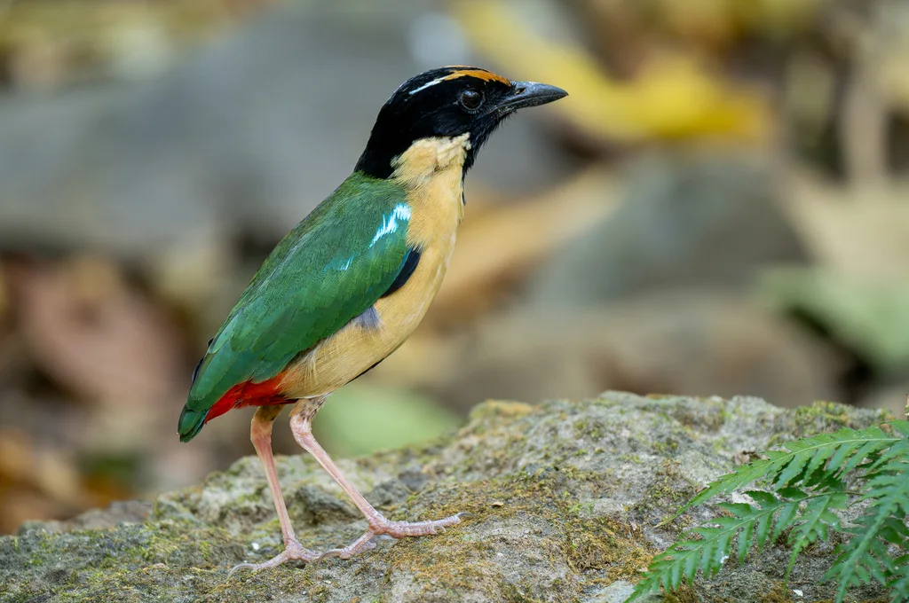丽色八色鸫(Pitta concinna)