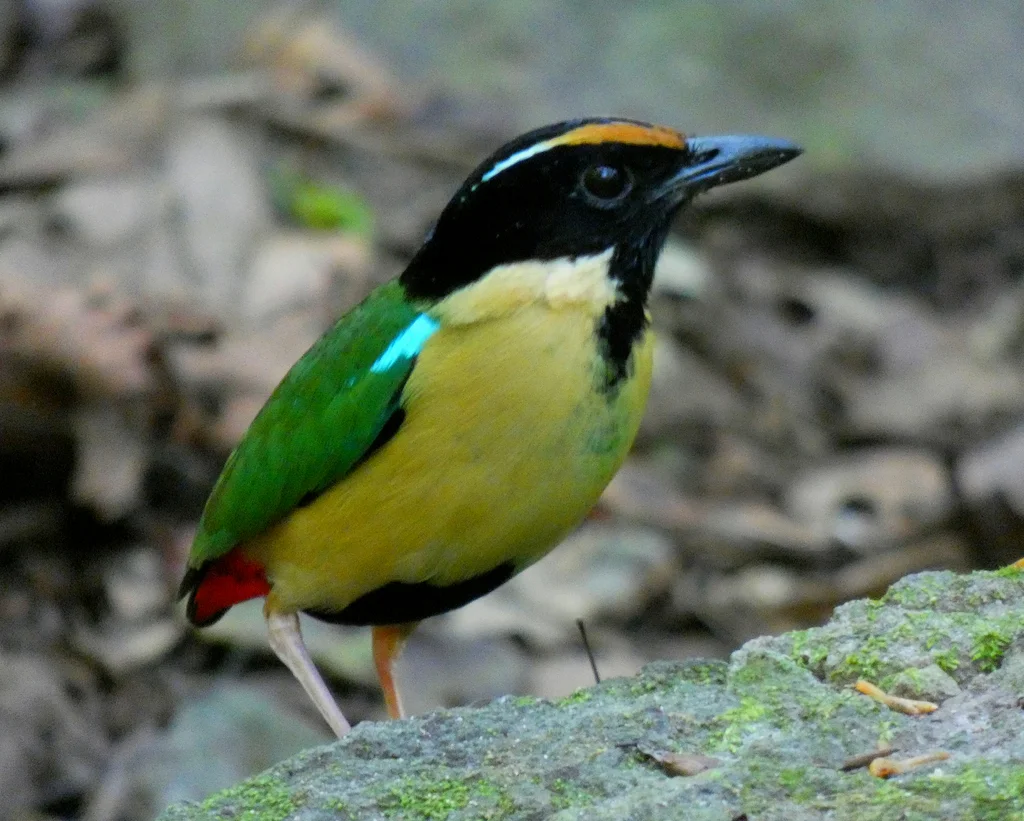 丽色八色鸫(Pitta concinna)