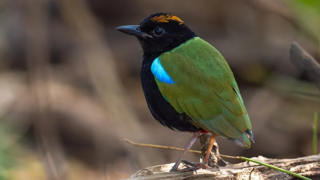 彩虹八色鸫(Pitta iris)